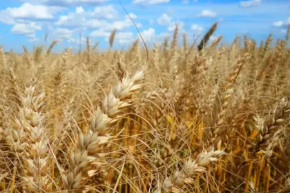 Demanda do trigo segue firme