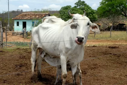 Média de preço do boi gordo subiu no último fechamento