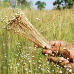 HISTÓRIAS EXPORTADORAS: empreendedora tocantinense mostra que exportar também é possível para micro e pequenos negócios