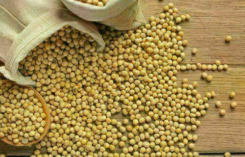 Preço da soja subiu e produto é negociado a R$ 134,40 no interior do Paraná