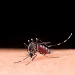 Dengue: Brasil registra 6,5 milhões de casos prováveis em 2024