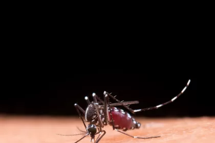 Dengue: Brasil registra 6,5 milhões de casos prováveis em 2024
