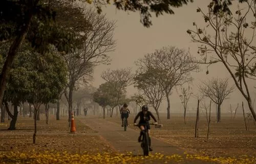 Queimadas: setor estima perda de mais de 400 mil hectares de cana-de-açúcar em todo o país