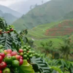 Semana começa em baixa para o café