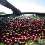 Saca do café arábica registra queda nesta quarta-feira (12), vendida a R$ 2.729,87