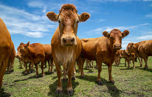 Preço do boi gordo continua em alta, nesta quarta-feira (2)