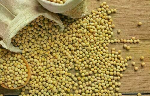 Soja começa a quarta-feira (2) com queda no preço, no litoral do Paraná