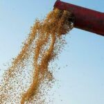 Soja e trigo começam a semana com preços em alta