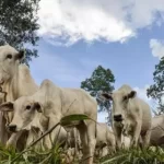 Boi gordo tem leve queda de 0,02%