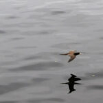 Gripe aviária: número de países que restringem carne de ave do Brasil chega a 21