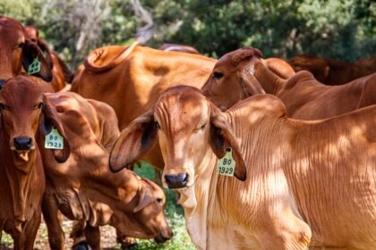 Preços do Boi, Frango e Suíno nesta quarta-feira (18), cotações atualizadas