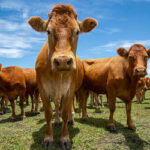 Preços do Boi, Frango e Suíno nesta segunda-feira (16), cotações atualizadas