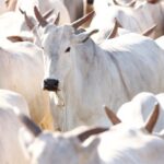 Preços do Boi, Frango e Suíno nesta sexta-feira (13), cotações atualizadas