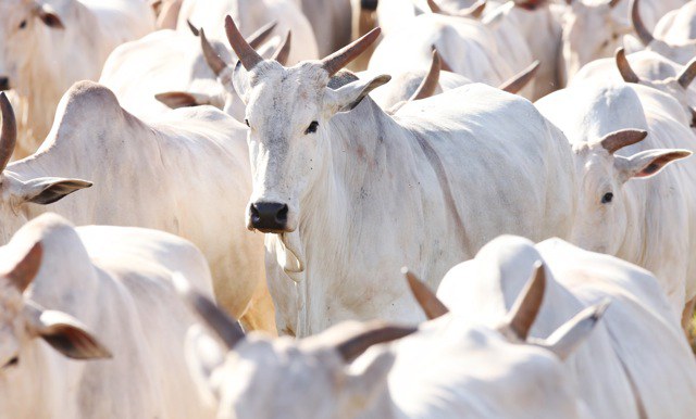 Preços do Boi, Frango e Suíno nesta sexta-feira (13), cotações atualizadas