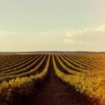 Soja e trigo registram oscilações nos preços no Paraná e Rio Grande do Sul