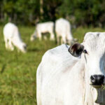 Boi gordo: semana começa com estabilidade no preço da arroba