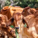 Boi gordo tem baixa e carcaça suína fica estável nesta quinta-feira (10)