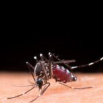 Brasil inaugura maior biofábrica do mundo para produção da bactéria Wolbachia