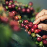 Café tem queda no preço nesta quarta-feira (30)