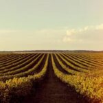 Soja e trigo têm queda no Paraná e no Rio Grande do Sul nesta quarta-feira (9)