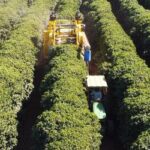 Escassez de mão de obra acelera mecanização da colheita de café