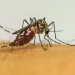 Infecções por Aedes aegypti aumentam risco de complicações no parto