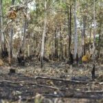 Queimadas continuam altas em 2025; Cerrado concentra maior parte dos incêndios