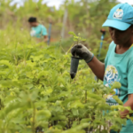 TCU aponta rombo de R$ 187,1 bi na previdência rural