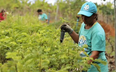 TCU aponta rombo de R$ 187,1 bi na previdência rural