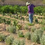 CEP Rural: CCJ aprova projeto que cria código de georreferenciamento para propriedades rurais