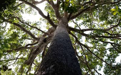 Congresso derruba vetos e flexibiliza Lei do Licenciamento Ambiental