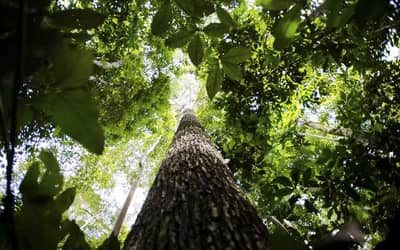 Cúpula do Clima: financiamento e transição energética guiam discussões
