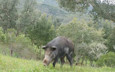 Produtores revelam o drama de lidar com javalis invasores