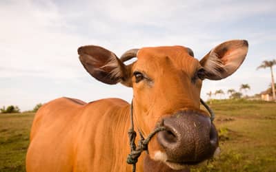 Boi gordo hoje: confira as cotações para terça-feira (3)