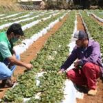 Cepea: El Niño vai comprometer produção de frutas e hortaliças