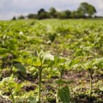 INMET alerta para risco de déficit hídrico no Nordeste e Sudeste de fevereiro a abril de 2026