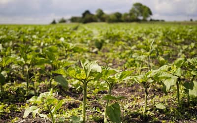 INMET alerta para risco de déficit hídrico no Nordeste e Sudeste de fevereiro a abril de 2026