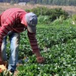 Plano Safra 2025/2026: crédito rural empresarial cresce 6% e soma R$ 316,57 bilhões