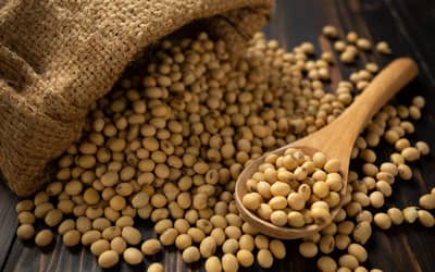 Soja e trigo hoje: confira as cotações para esta sexta-feira (27)