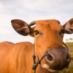 Boi gordo hoje: confira as cotações para esta segunda-feira (16)