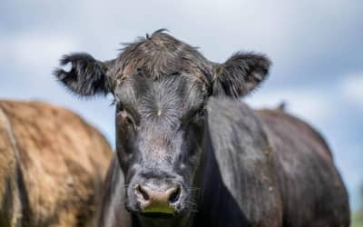 Preço do boi gordo inicia alta em 0,60% na quarta-feira (3)