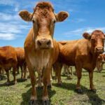 Preços de Carnes e Aviarias Registram Mudanças em São Paulo (segunda-feira, 29)