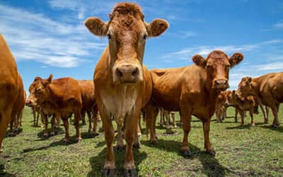 Preços de Carnes e Aviarias Registram Mudanças em São Paulo (segunda-feira, 29)