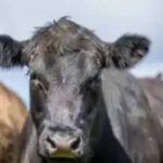 Preço do Boi Gordo Registra Recuo Nesta Sexta-feira (19)