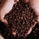 Café hoje: confira cotações para esta quarta-feira (24)