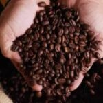 Café, Açúcar e Milho: Mercado Registra Variações de Preços em São Paulo