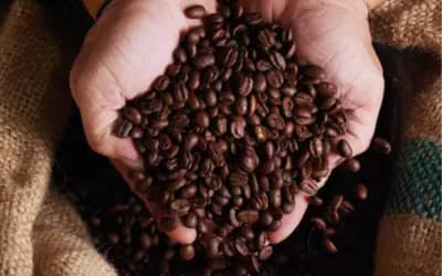 Café, Açúcar e Milho: Mercado Registra Variações de Preços em São Paulo