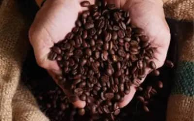 Café hoje: confira cotações para esta terça-feira (30)