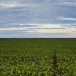 Seguro rural: parlamentares de MG e do PR cobram fortalecimento da política para dar previsibilidade ao agro