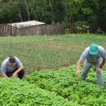 Desenrola Rural no Banco da Amazônia: agricultores familiares podem renegociar dívidas com descontos de até 80%